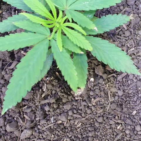 Genética desconocida growlog timeline photo
