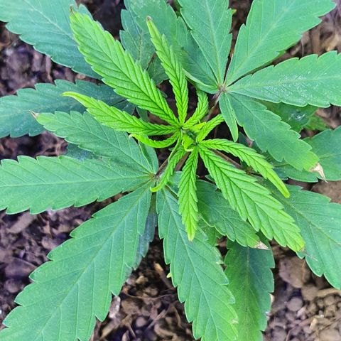 Genética desconocida growlog timeline photo