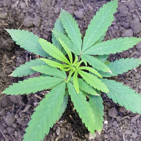 Genética desconocida growlog timeline photo