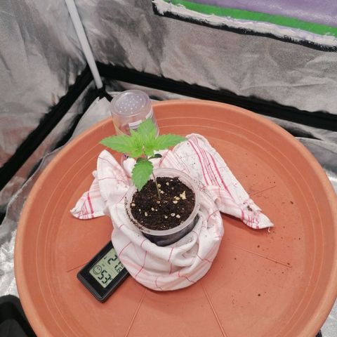 Solpina Magic  growlog timeline photo