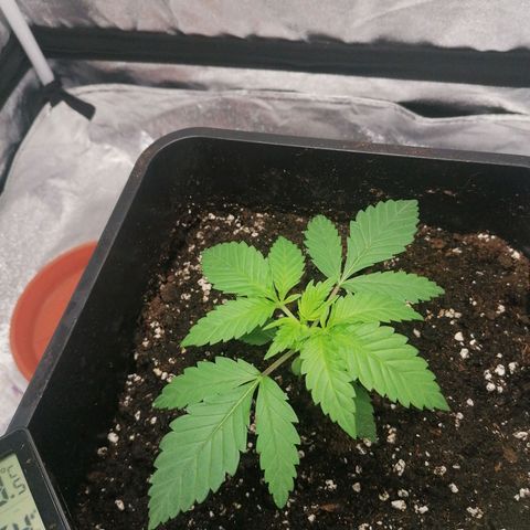 Solpina Magic  growlog timeline photo