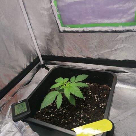 Solpina Magic  growlog timeline photo
