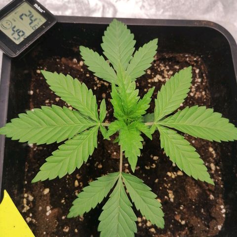 Solpina Magic  growlog timeline photo