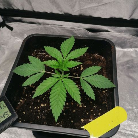 Solpina Magic  growlog timeline photo