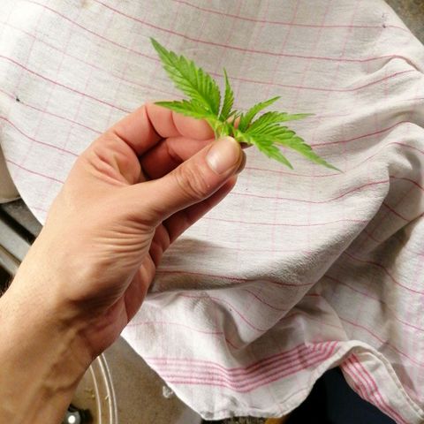 Solpina Magic  growlog timeline photo
