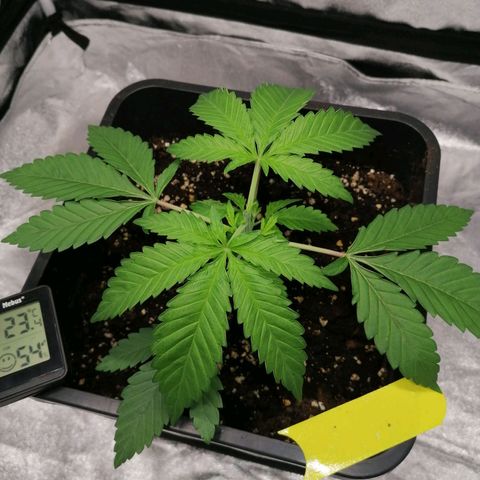 Solpina Magic  growlog timeline photo