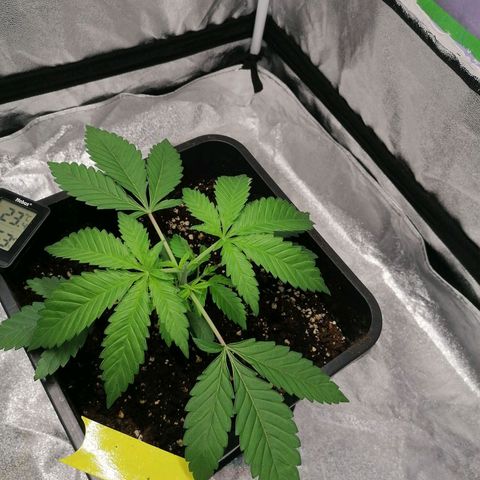 Solpina Magic  growlog timeline photo