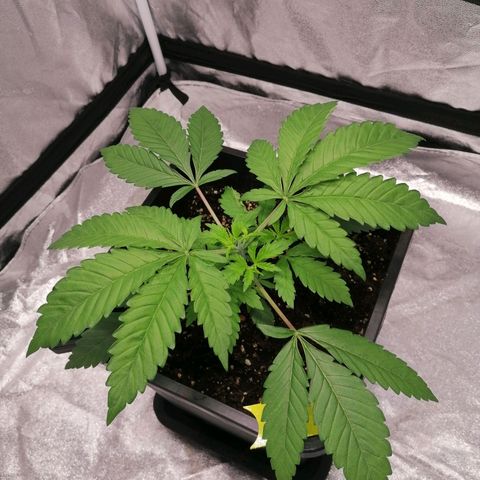 Solpina Magic  growlog timeline photo