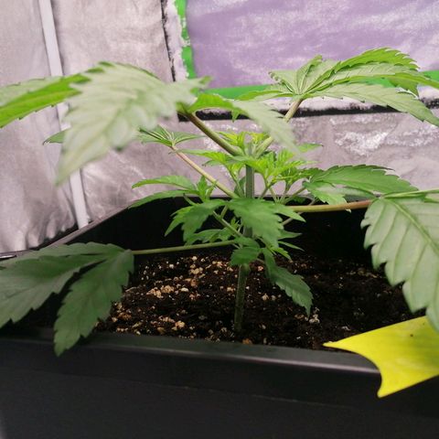 Solpina Magic  growlog timeline photo