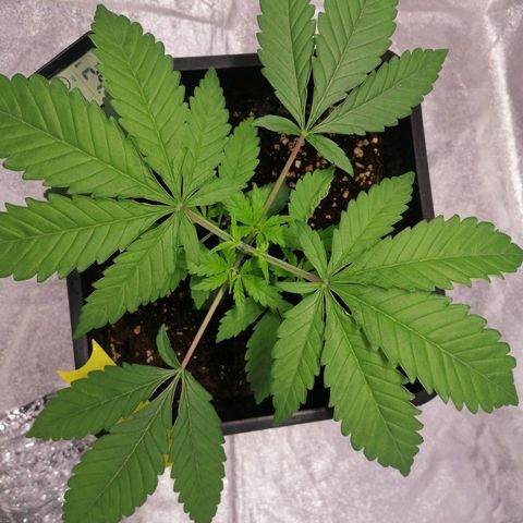 Solpina Magic  growlog timeline photo