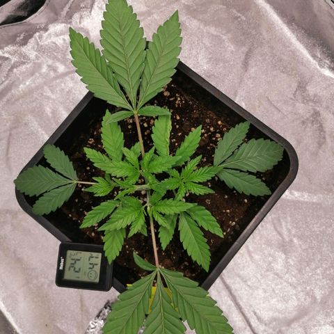 Solpina Magic  growlog timeline photo