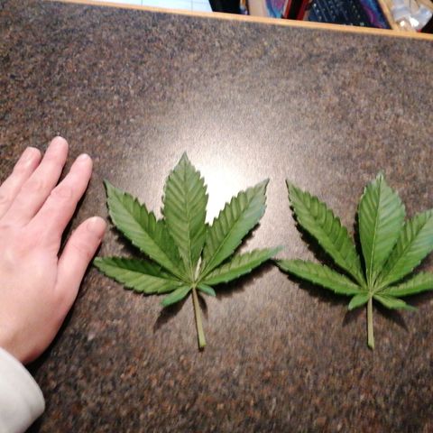 Solpina Magic  growlog timeline photo