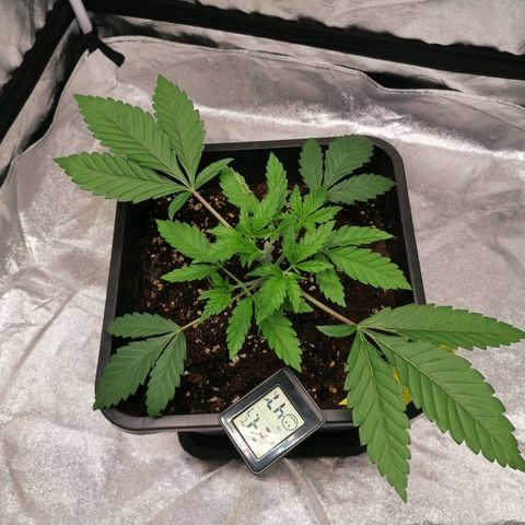 Solpina Magic  growlog timeline photo