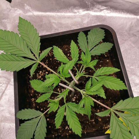 Solpina Magic  growlog timeline photo