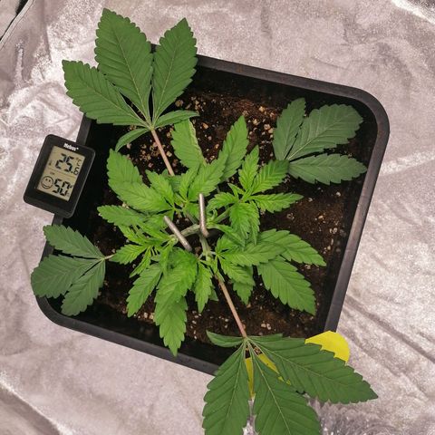 Solpina Magic  growlog timeline photo