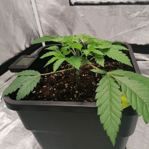 Solpina Magic  growlog timeline photo