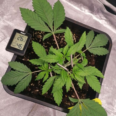 Solpina Magic  growlog timeline photo