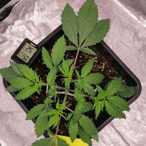 Solpina Magic  growlog timeline photo