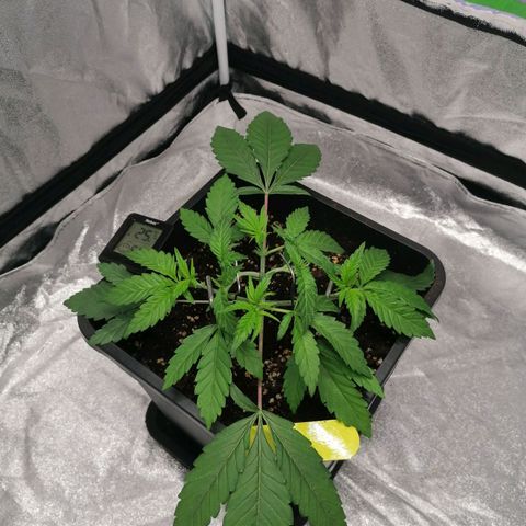 Solpina Magic  growlog timeline photo
