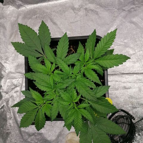 Solpina Magic  growlog timeline photo