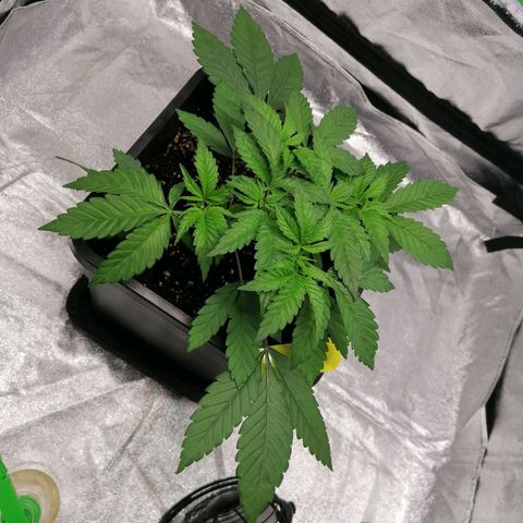 Solpina Magic  growlog timeline photo