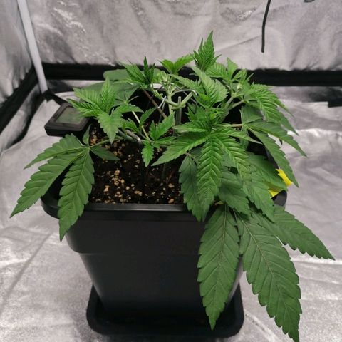 Solpina Magic  growlog timeline photo