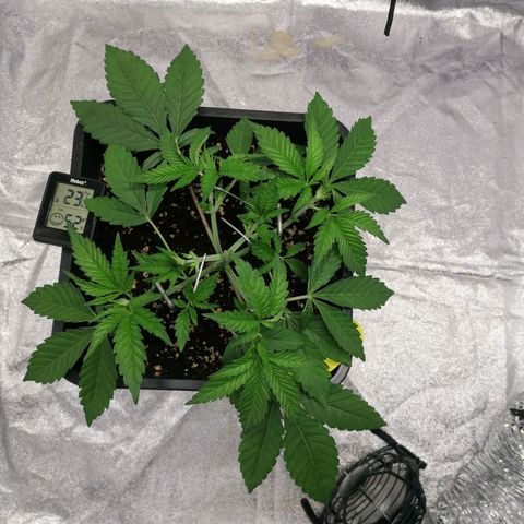 Solpina Magic  growlog timeline photo