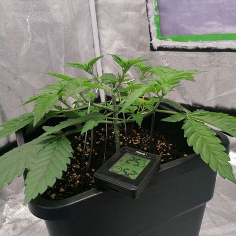 Solpina Magic  growlog timeline photo
