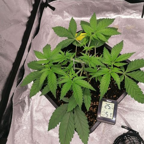 Solpina Magic  growlog timeline photo