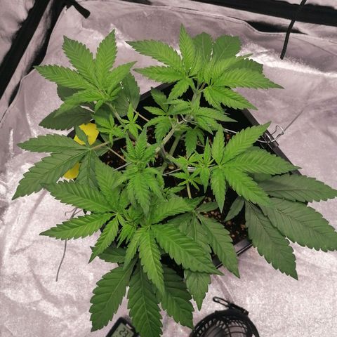 Solpina Magic  growlog timeline photo