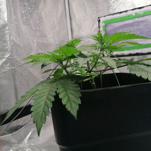 Solpina Magic  growlog timeline photo