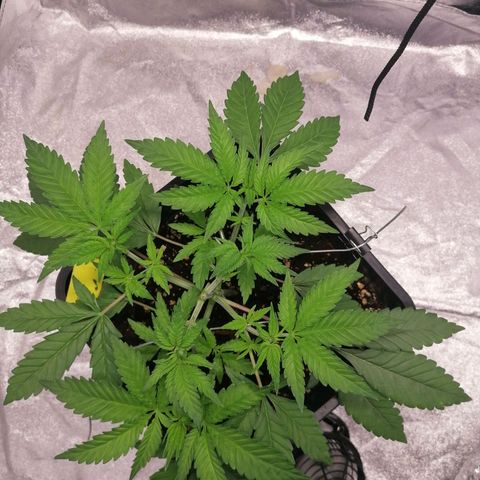 Solpina Magic  growlog timeline photo