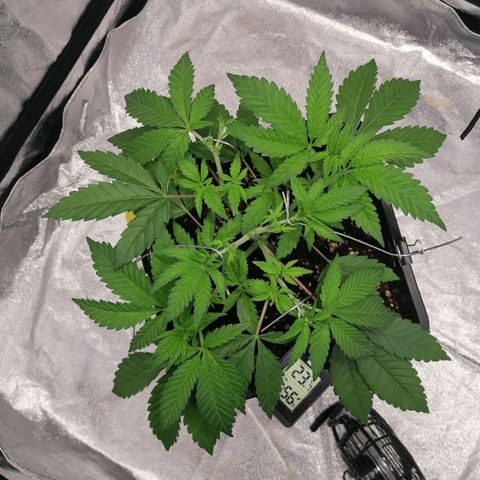 Solpina Magic  growlog timeline photo
