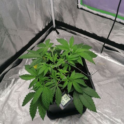Solpina Magic  growlog timeline photo