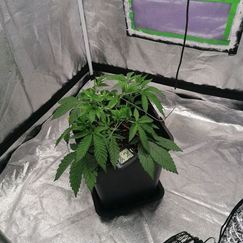 Solpina Magic  growlog timeline photo
