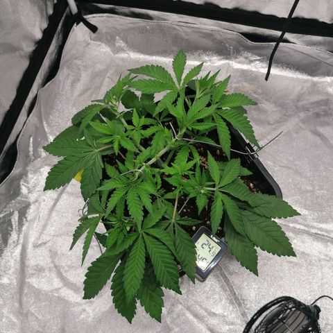 Solpina Magic  growlog timeline photo