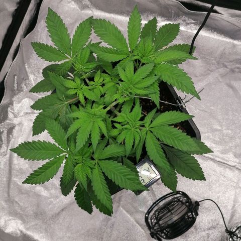 Solpina Magic  growlog timeline photo