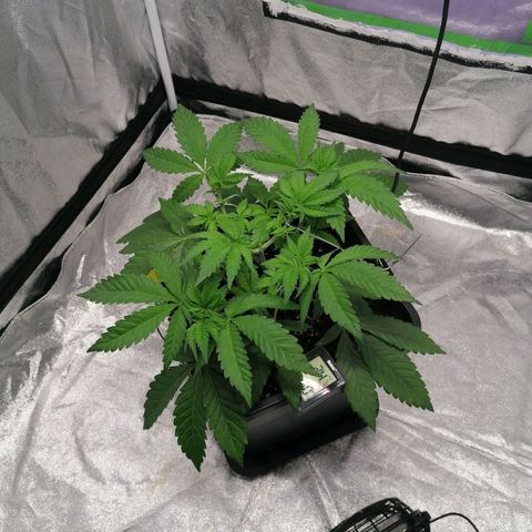 Solpina Magic  growlog timeline photo