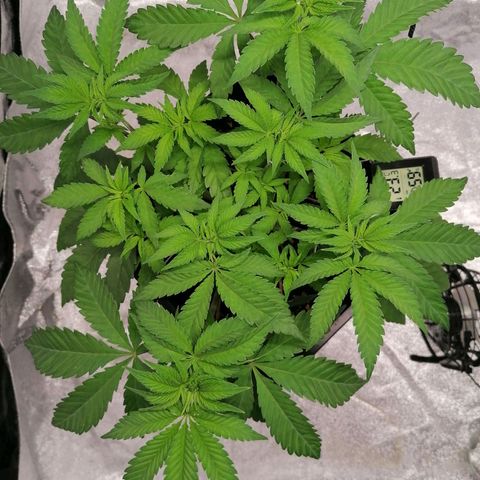 Solpina Magic  growlog timeline photo