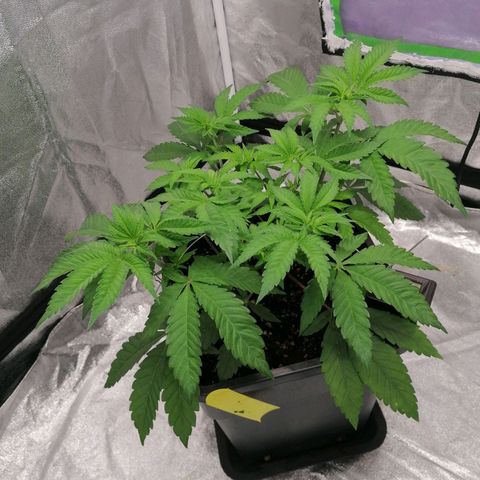 Solpina Magic  growlog timeline photo