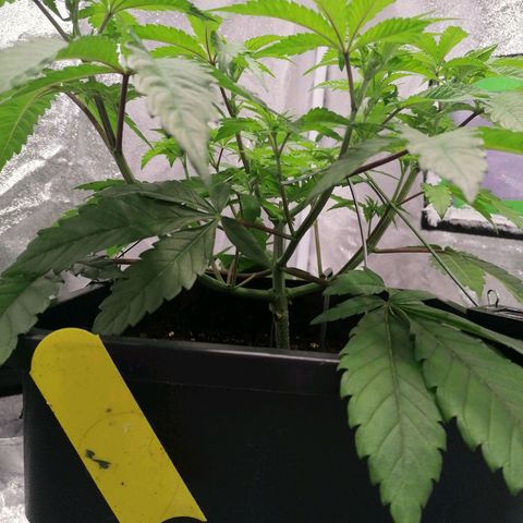Solpina Magic  growlog timeline photo