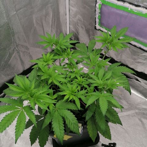 Solpina Magic  growlog timeline photo