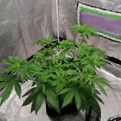Solpina Magic  growlog timeline photo