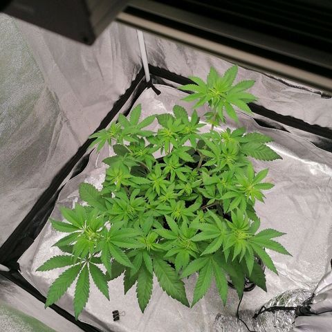 Solpina Magic  growlog timeline photo
