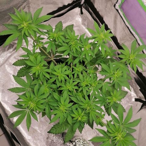 Solpina Magic  growlog timeline photo