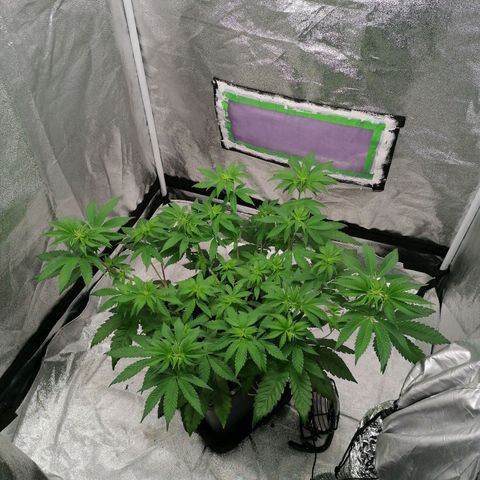 Solpina Magic  growlog timeline photo