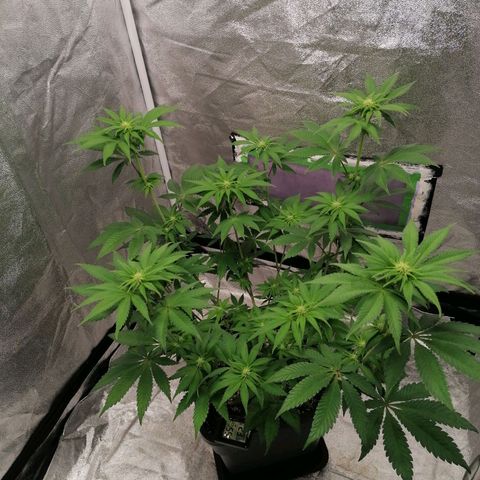 Solpina Magic  growlog timeline photo