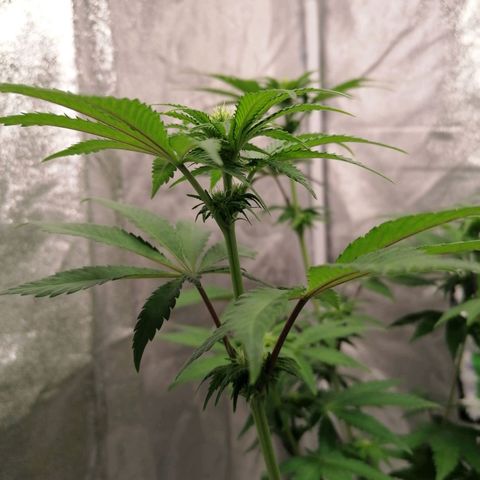 Solpina Magic  growlog timeline photo
