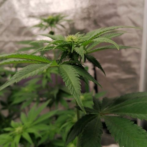Solpina Magic  growlog timeline photo