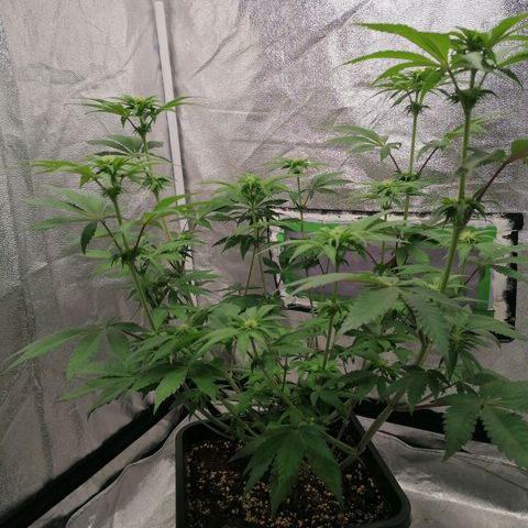 Solpina Magic  growlog timeline photo